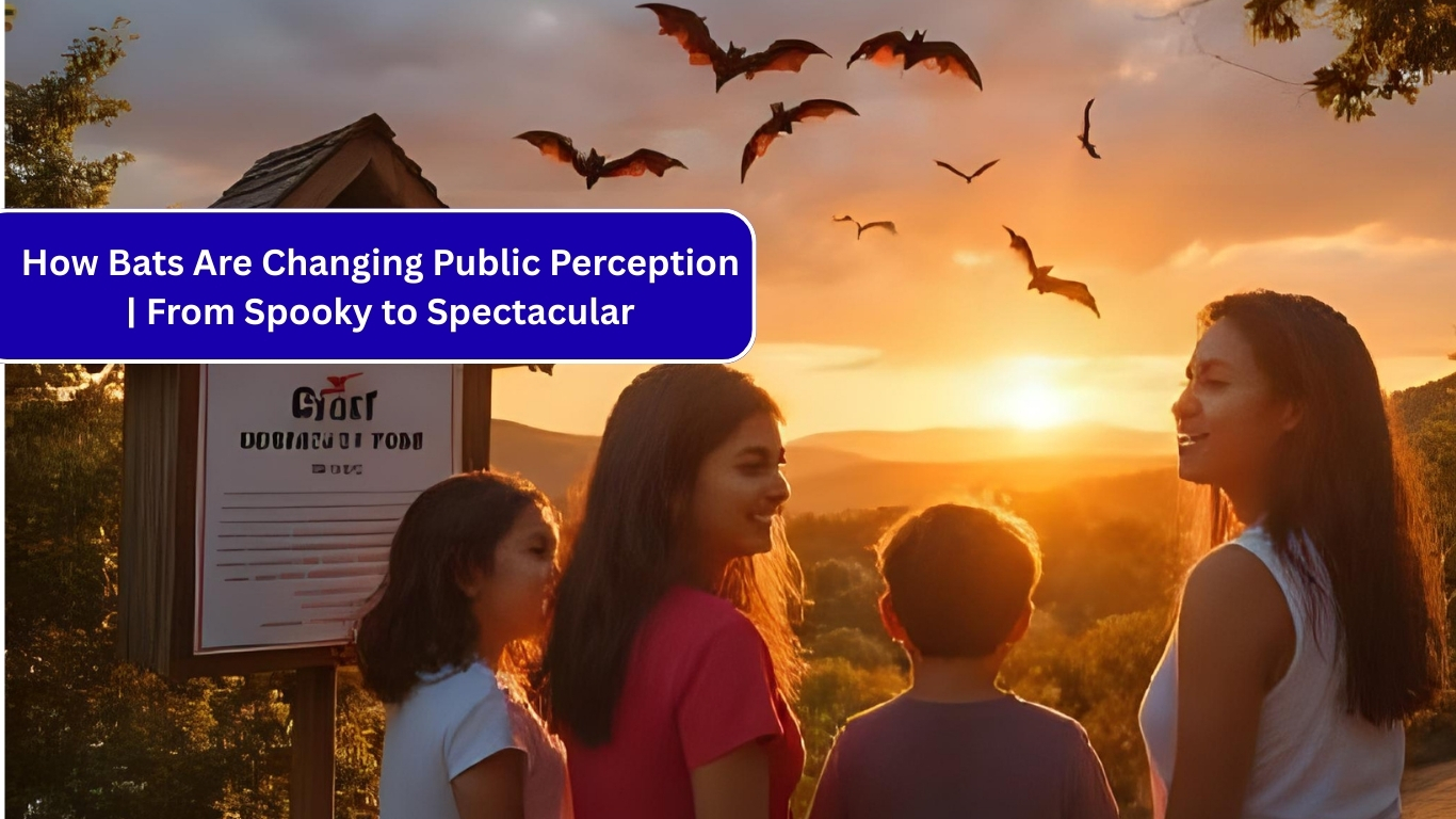 How Bats Are Changing Public Perception
