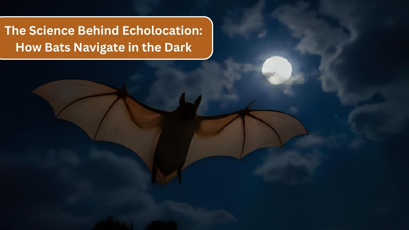 bat flying in the dark using echolocation